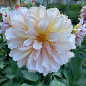 Meet your Posher, Gabriela